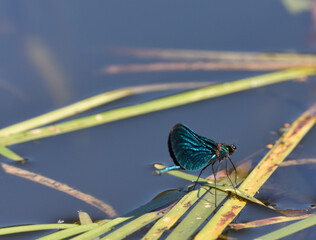 A shiny Banded demoiselle dragonfly sitting on a leaf observes its habitat