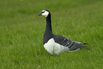 Obraz premium Barnacle Goose; Brandgans; Branta leucopsis