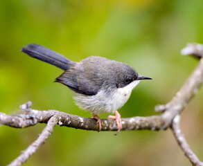 Fototapeta premium Halsbandapalis, Bar-throated Apalis, Apalis thoracica