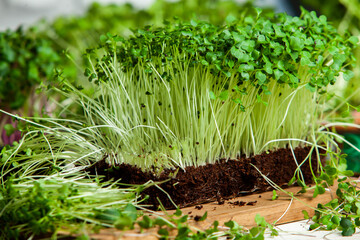 Obraz na płótnie Canvas Microgreens the small shoots of any of various plants, such as arugula, dill, kale, or sorrel, that are used as food, especially in salads. 