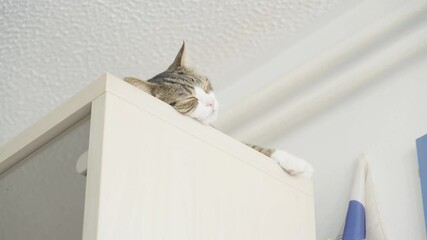 Cat sleep on top shelf with part of head visible low angle view 4K
