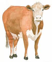 Brown and white cow, watercolour, isolated