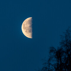mond