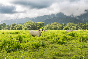 Herd of white Nelore cattle grazing in a pasture on a reen feld of grass.  Costa Rica, central America.