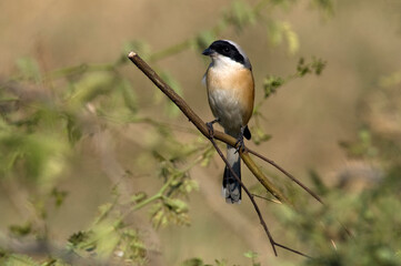 Bruinrugklauwier, Bay-backed Shrike, Lanius vittatus