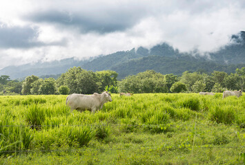 Herd of white Nelore cattle grazing in a pasture on a reen feld of grass.  Costa Rica, central America.