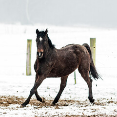 pferd