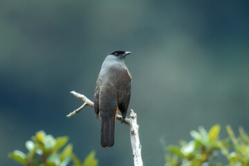 Bay-vented Cotinga, Sclater-cotinga, Doliornis sclateri