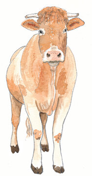 Cow brown, isolated, watercolour
