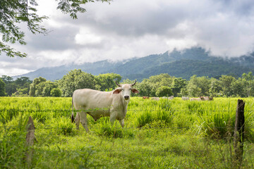 Herd of white Nelore cattle grazing in a pasture on a reen feld of grass.  Costa Rica, central America.
