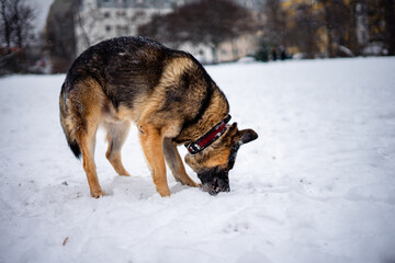 Shepherd in winter