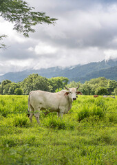 Herd of white Nelore cattle grazing in a pasture on a reen feld of grass.  Costa Rica, central America..