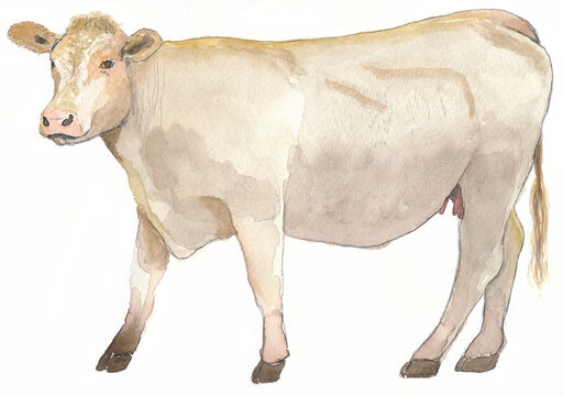 White Cow From The Side, Watercolour, Isolated