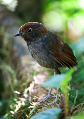 Tweekleurige Mierpitta, Bicolored Antpitta, Grallaria rufocinerea