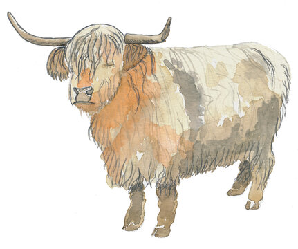 Highland cattle, watercolour, isolated