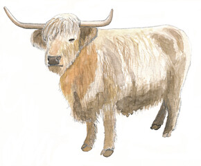 Highland cattle, watercolour, isolated