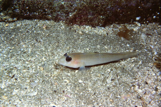 Black Goby on the Sandy Bottom in Catalina California 