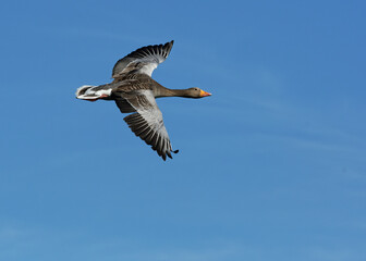 Greylag goose in flight