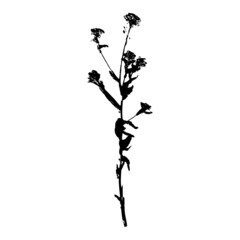 Imprint field grass black silhouettes. Decorative grass isolated elements on a white background. Suitable for design postcards, patterns. Stock vector illustration.