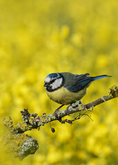 Obraz premium Blue tit perched on branch with a rape seed field background