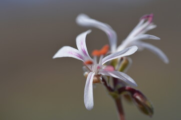close up of a flower