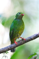 Groen-zwarte Cotinga, Green-and-black Fruiteater, Pipreola riefferii