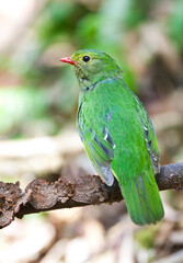 Groen-zwarte Cotinga, Green-and-black Fruiteater, Pipreola riefferii