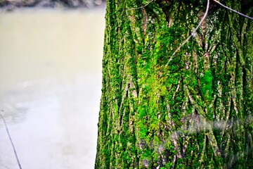 Close up of tree trunk