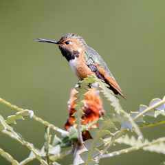 Allen's or Rufous Hummingbird adult male perched on flowering tree with open beak. Santa Cruz, California, USA.