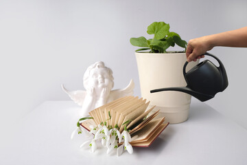 gardener's hand watering young pumpkin sprouts in pots, first spring flowers, snowdrop, Galanthus among pages of small book, angel figurine, concept of read fairy tales, education, gaining knowledge