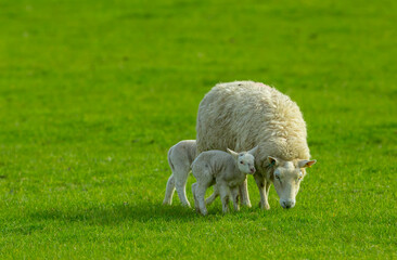 Naklejka na ściany i meble A ewe and her two newborn lambs with one lamb very close to her. Concept: A mother's love. The ewe is grazing in a lush green meadow. No people. Horizontal. Space for copy.