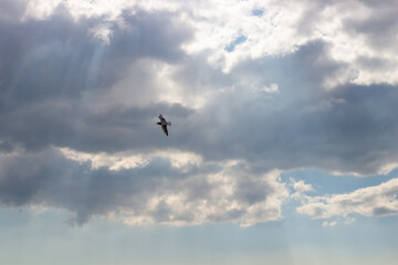 Fototapeta na wymiar Flying seagull in the cloudy sky. Freedom concept background.