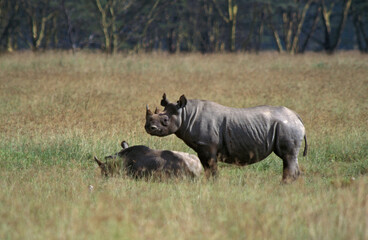 Zwarte Neushoorn, Black Rhinoceros, Diceros bicornis