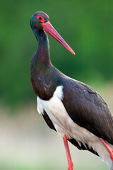 Zwarte Ooievaar, Black Stork, Ciconia nigra