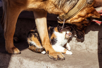 A battle between a cat and a dog. The Great German Shepherd is sorting out a relationship with a tricolor cat. Head of a cat in the mouth of a dog