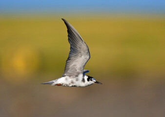 Zwarte Stern, Black Tern, Chlidonias niger