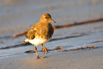 Zwarte Steenloper, Black Turnstone, Arenaria melanocephala