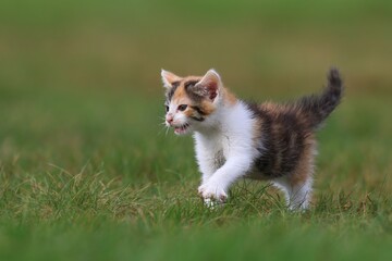 cute colorful kitten in the grass. felis silvestris catus. Portrait of a cutte cat baby. 