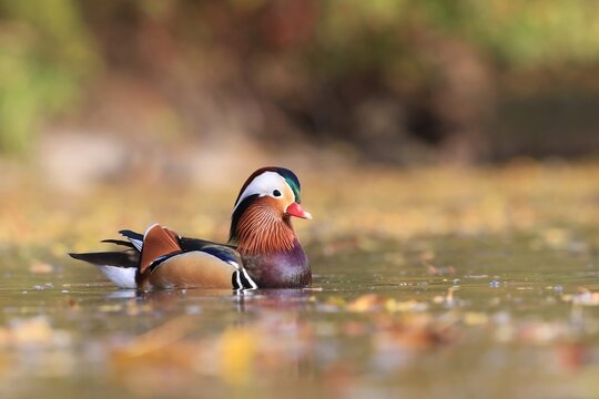 Aix galericulata. Closeup of male mandarin duck swimming. Waterbird in the nature habitat. Wildlife scene from nature.