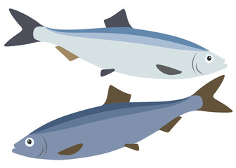 Blue and light blue herring in the set. Sea fish.
