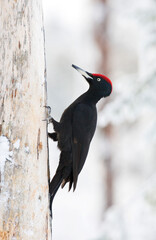 Zwarte Specht, Black Woodpecker, Dryocopus martius