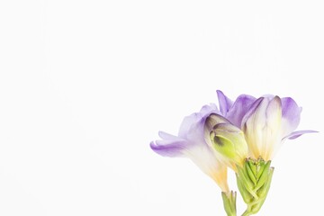 Close up blossom of beautiful violet freesia flower (Iridaceae Ixioideae) on white background. Shallow depth of focus. Fresh fashion pastel lilac purple creamy yellow and green color combination