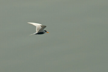Zwartbuikstern, Black-bellied Tern, Sterna acuticauda