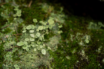 Trompetenflechte