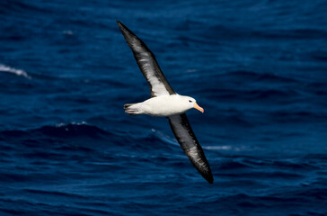 Black-browed Albatross, Wenkbrauwalbatros, Thalassarche melanophrys