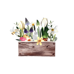 Watercolor spring flowers. Tulips, daffodils, hyacinths, muscari. Easter flowers, eggs on white background.
