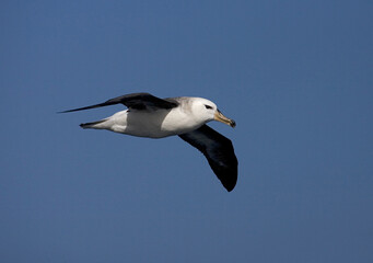 Black-browed Albatross, Wenkbrauwalbatros, Thalassarche melanophrys