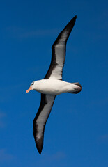 Wenkbrauwalbatros; Black-browed Albatross; Thalassarche melanophrys