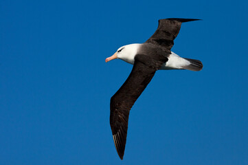 Wenkbrauwalbatros; Black-browed Albatross; Thalassarche melanophrys