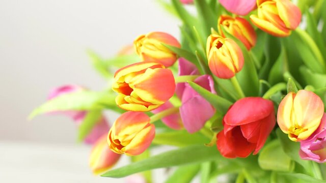 beautiful bouquet of fresh and colored tulips